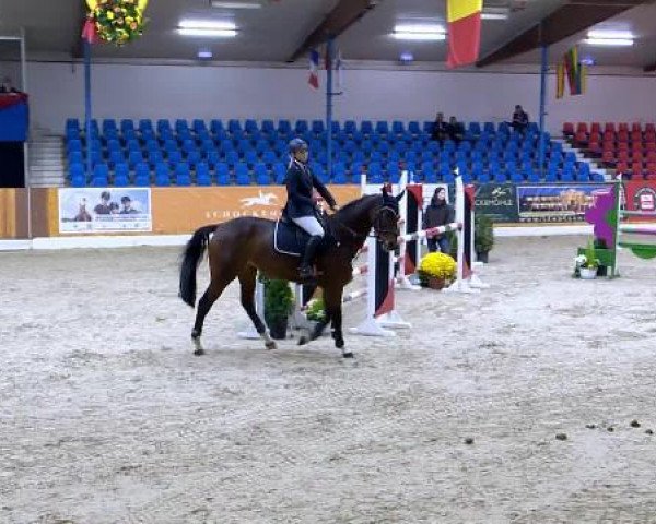 jumper Zara 102 (Oldenburg, 2007, from Zatinus)
