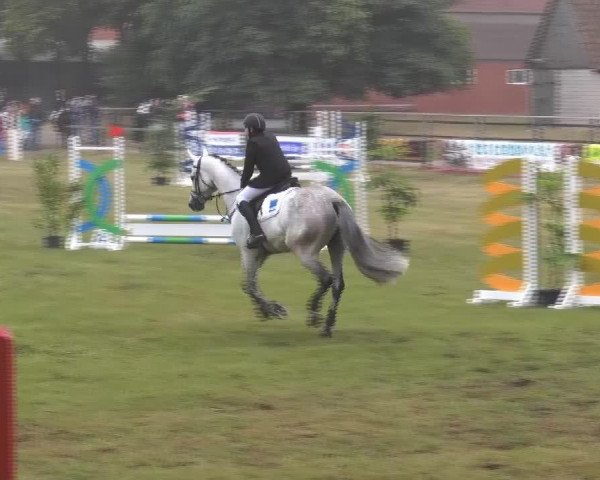jumper Carmaro (Holsteiner, 2007, from Corrado I)