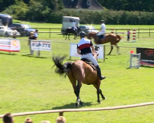 jumper Lennox Lewis 15 (Hanoverian, 2008, from Ludwig von Bayern 168 FIN)