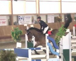 jumper Valesco 49 (KWPN (Royal Dutch Sporthorse), 2007, from Verdi)