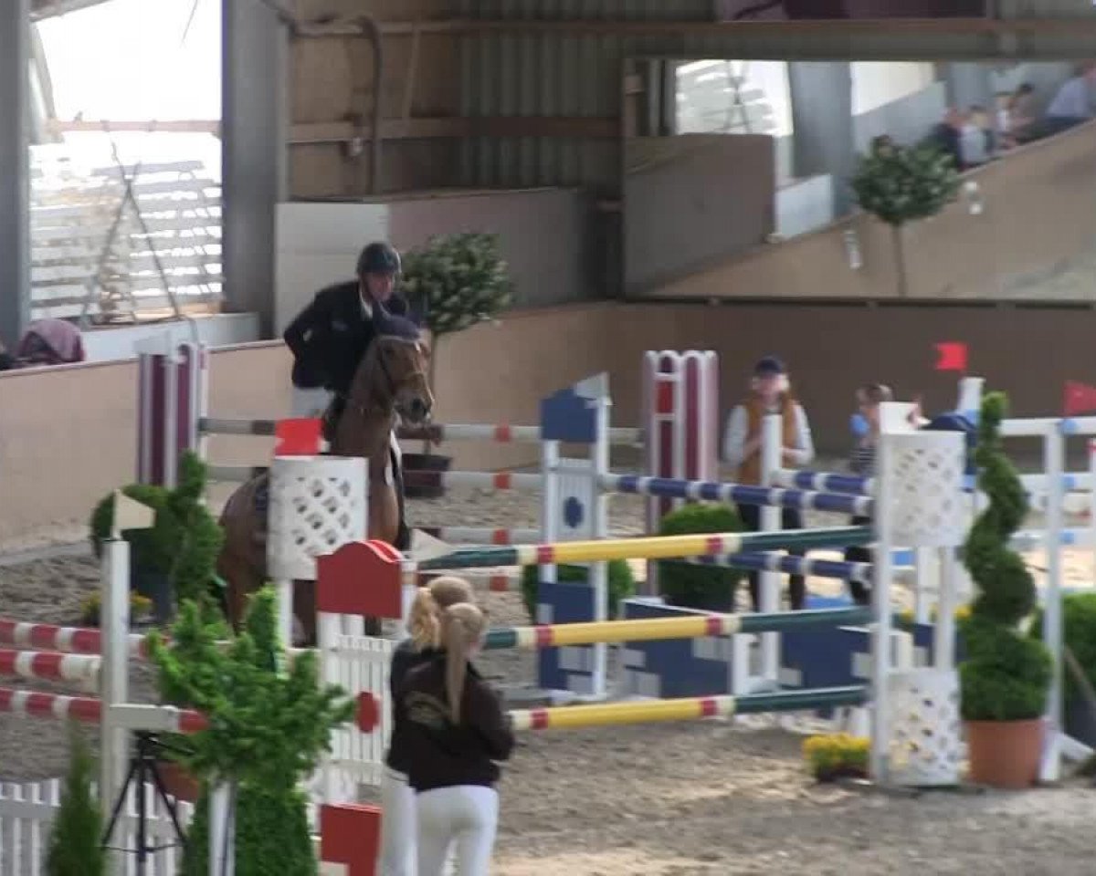 jumper Premier du Grand Pre (Selle Français, 2003, from Quidam de Revel)