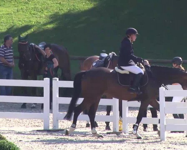 jumper For Top (Hanoverian, 2008, from For Edition)