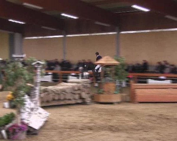 Springpferd Hamilton 33 (Oldenburger, 2005, von Heraldik xx)