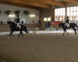 broodmare Rhianna 8 (Westphalian, 2007, from Rosario 37)