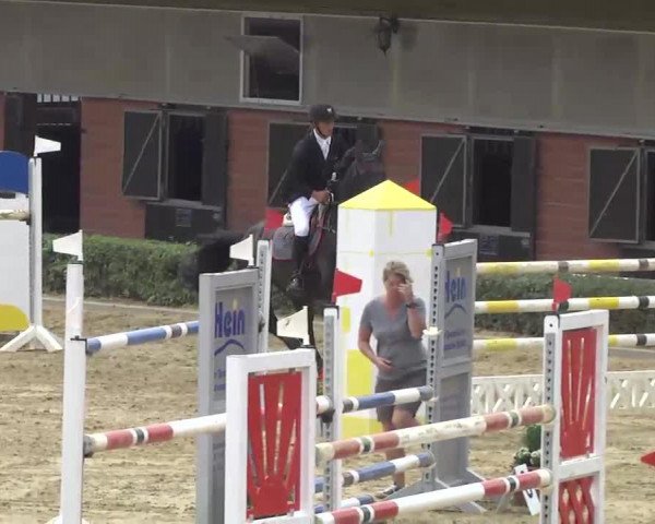 jumper Saint Honore (Hanoverian, 2006, from Stakkato)