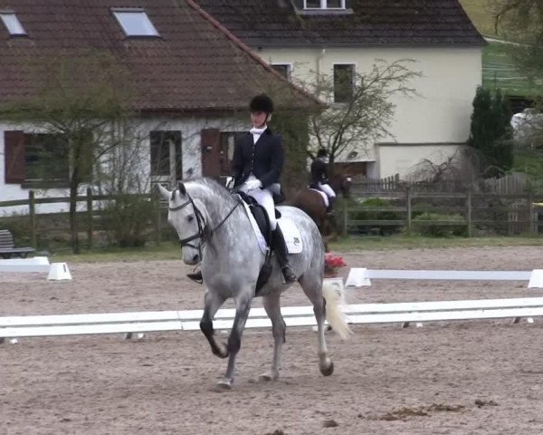 dressage horse con bravura (Holsteiner, 2007, from Carlos DZ)