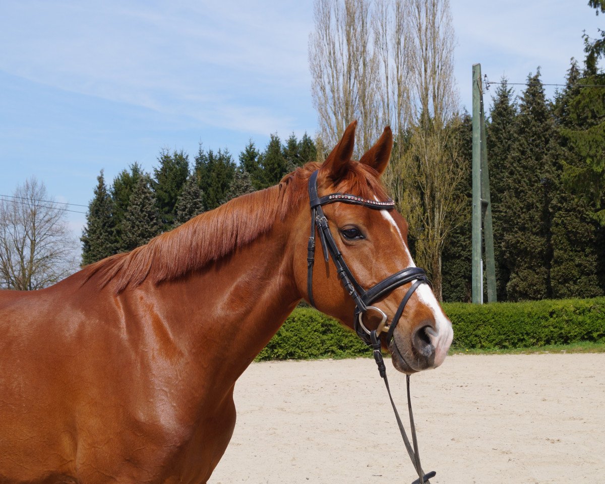 Jumper D'Unirma To Be (KWPN (Dutch Warmblood), 2008, from Westenwind)