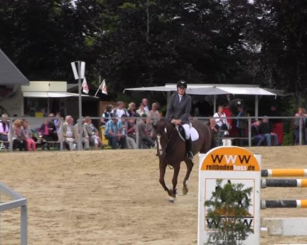 Zuchtstute Do it right (Oldenburger, 2007, von Donnerball)