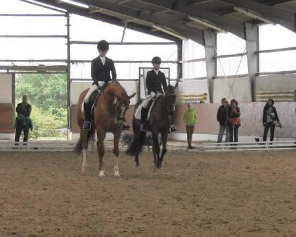 dressage horse Donna Bella 28 (Hanoverian, 2006, from Dauphin)