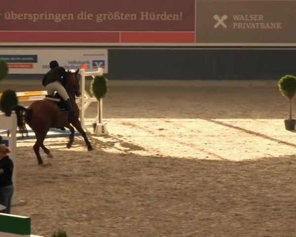 Springpferd Cassius 73 (Westfale, 2008, von Contello)