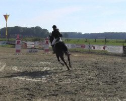 jumper Cristello (Westphalian, 2008)