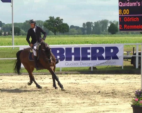 Springpferd Quidam's La Pilot (Oldenburger, 2007, von Quidam's Rubin)