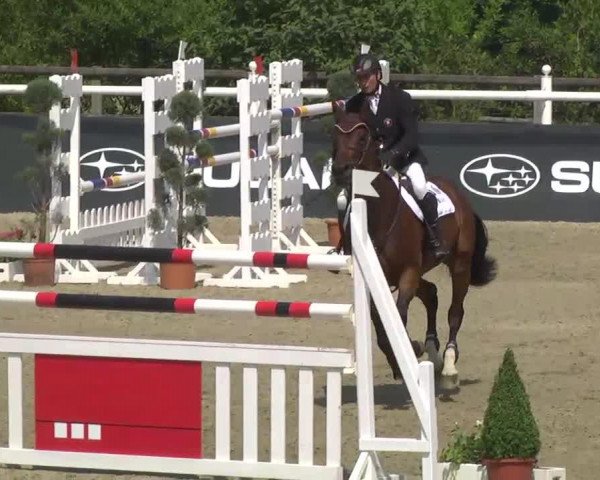 jumper Dana van de Veldbalie (Belgian Warmblood, 2003, from Orlando van de Heffinck)