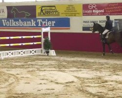 jumper Adlantinus (Hanoverian, 2007, from Adlantico As)