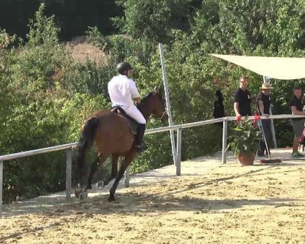 jumper Quicklady de Reve (Oldenburg, 2007, from Nabab de Rêve)