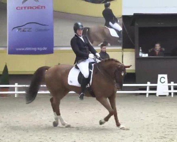 Dressurpferd Tirsvaelds Don Maystro (Dänisches Warmblut, 2001, von Don Schufro)