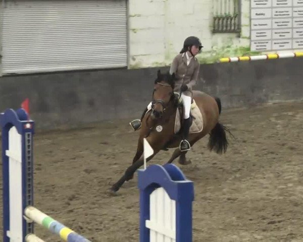 broodmare Comtessa de la Reine (Zweibrücken, 2008, from Ciacomo)