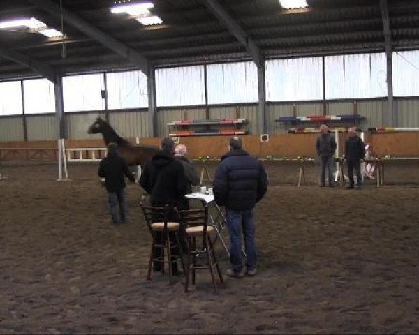 Pferd Cardoso (Westfale, 2010, von Collin L)