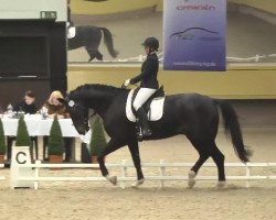 dressage horse Feedback 20 (Hanoverian, 2007, from Fidertanz)