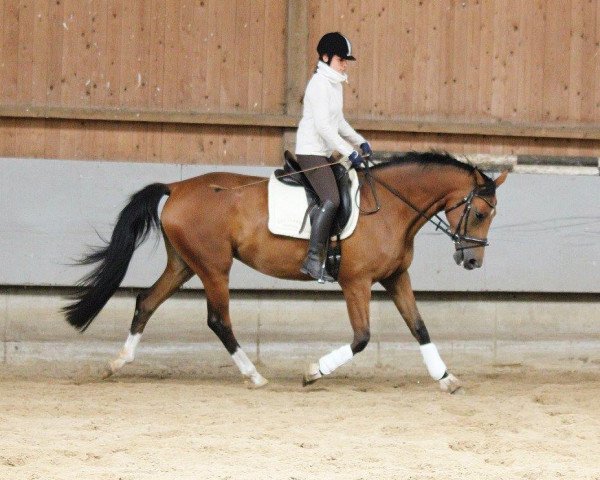 Dressurpferd Sunshine K 4 (Mecklenburger, 2010, von Sir Henry) Dressurpferd Sunshine K 4 (Mecklenburger, 2010, von Sir Henry)