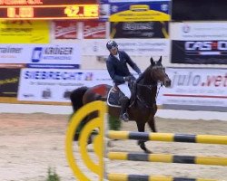 jumper P Compadre Wind Shear (KWPN (Royal Dutch Sporthorse), 2003, from Ekstein)