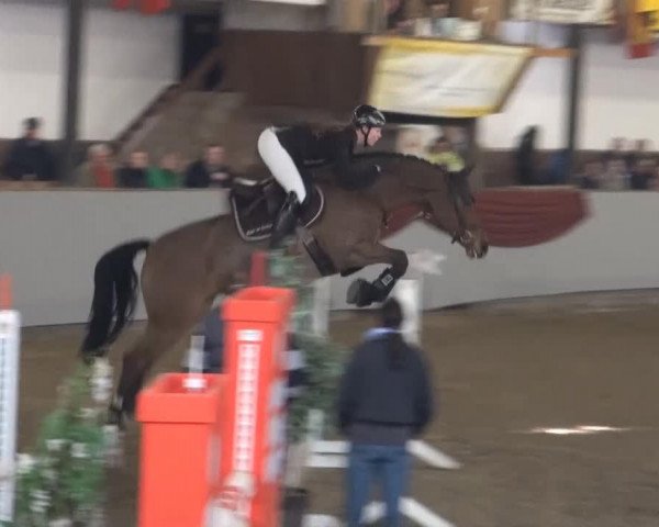 broodmare Collita (Zweibrücken, 2007, from Colman)
