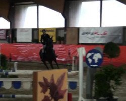 jumper Bentley 65 (Swedish Warmblood, 2004, from Maloubet de Pleville)