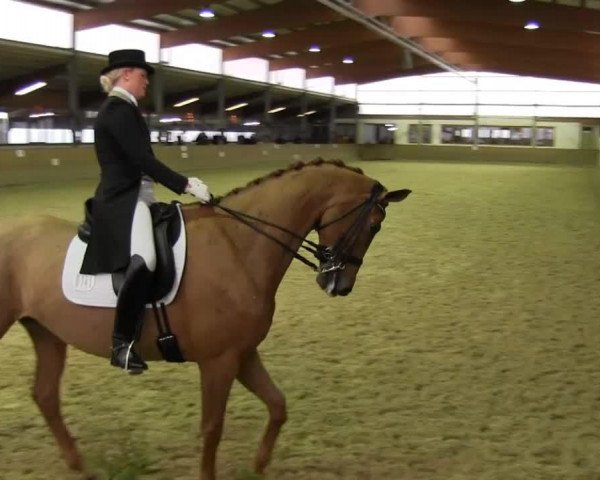 dressage horse Daphna 2 (Swedish Warmblood, 2003, from Hertug)