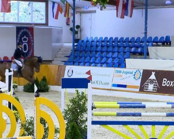 jumper Mister 94 (Polish Warmblood, 2003, from Argulus)