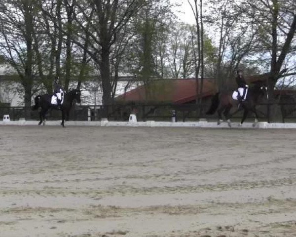 Dressurpferd Kontes (Polnisches Warmblut, 2006, von Ever For Pleasure)