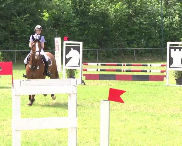 jumper Vivaldi 88 (KWPN (Royal Dutch Sporthorse), 2003)