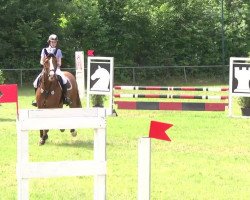 jumper Vivaldi 88 (KWPN (Royal Dutch Sporthorse), 2003)