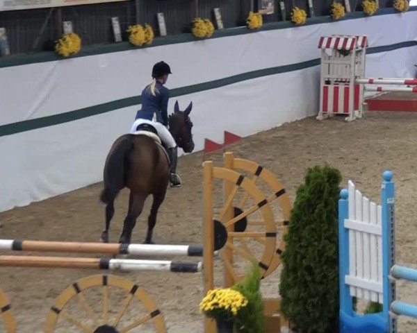 Zuchtstute Bright Eye (Nederlands Rijpaarden en Pony, 2006, von Triomphe de Muze)