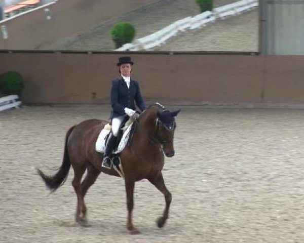 dressage horse Darjeela (KWPN (Royal Dutch Sporthorse), 2004, from Don Ruto)
