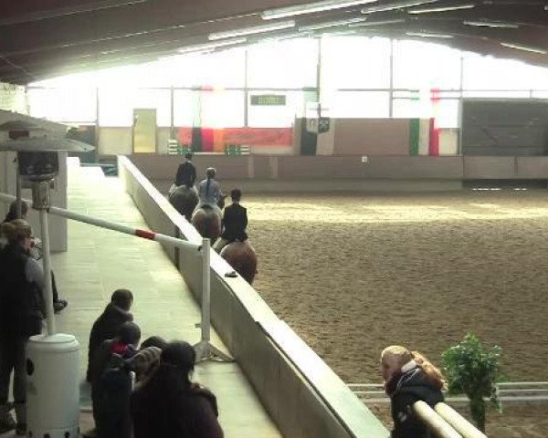 dressage horse Keimpe fan Koldyk (Friese, 2003, from Wibe 402)