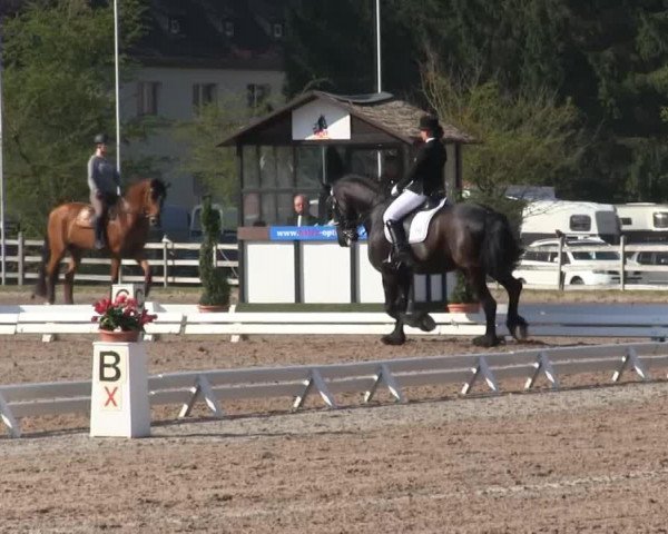 Dressurpferd Lolke F (Friese, 2003, von Lolke 371)
