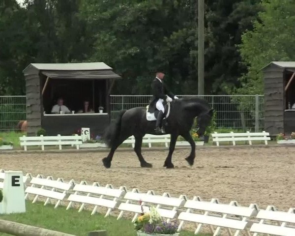 dressage horse Lex 62 (Friese, 2003, from Brandus 345)