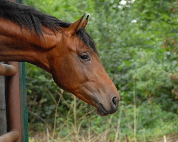 Springpferd Divertimento 12 (Oldenburger, 2010, von Dylano)