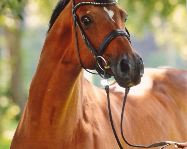 dressage horse Pari-Aire (Danish Warmblood, 1998, from Akinos)