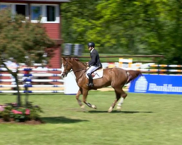 Zuchtstute Ace of Love (KWPN (Niederländisches Warmblut), 2005, von Darco)