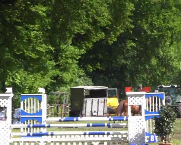 jumper Zulio (KWPN (Royal Dutch Sporthorse), 2004, from Come On)