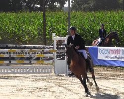 jumper Viola B (KWPN (Royal Dutch Sporthorse), 2002, from Quick Star)