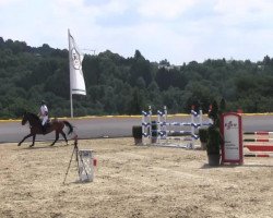 jumper Vanannie (KWPN (Royal Dutch Sporthorse), 2002)