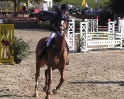broodmare Illuminati 2 (KWPN (Royal Dutch Sporthorse), 2002, from Andiamo)