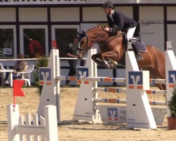 jumper Viva la Vida (KWPN (Royal Dutch Sporthorse), 2001, from Voltaire) jumper Viva la Vida (KWPN (Royal Dutch Sporthorse), 2001, from Voltaire)