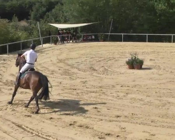 Springpferd Ben Liebrand (KWPN (Niederländisches Warmblut), 2006, von Hamar)