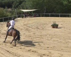 jumper Ben Liebrand (KWPN (Royal Dutch Sporthorse), 2006, from Hamar)