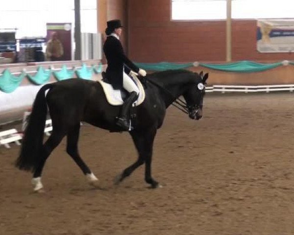 dressage horse Ti Sento 3 (KWPN (Royal Dutch Sporthorse), 2006, from Discovery)