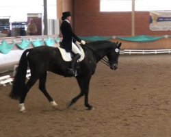 dressage horse Ti Sento 3 (KWPN (Royal Dutch Sporthorse), 2006, from Discovery)