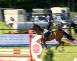 jumper Bandit 434 (KWPN (Royal Dutch Sporthorse), 2006, from Tenerife)